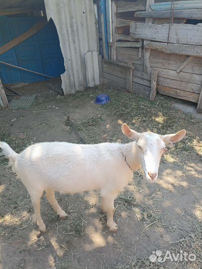 Коза молодая (1,5 года)