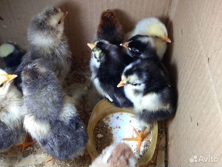 Цыплята
