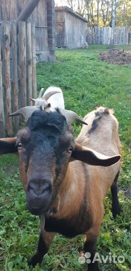 Чешский козел