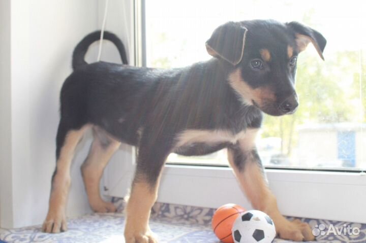 Щенок девочка в добрые руки