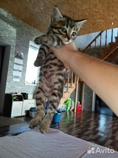Котёнок мурлыка