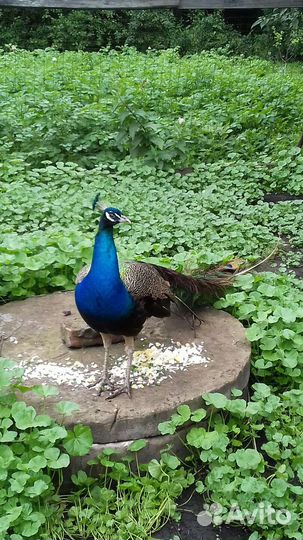 Индийский павлин