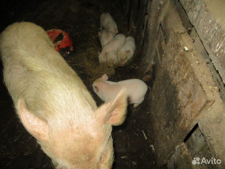 Вьетнамские вислобрюхие поросята