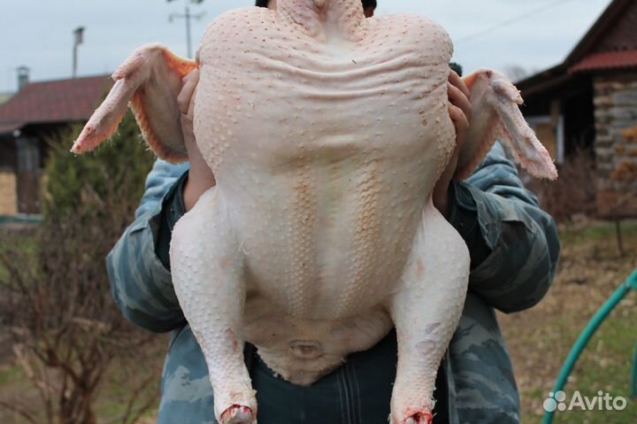 Индюшата тяжелые кроссы подрощенные