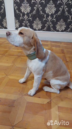 Бигль вязка