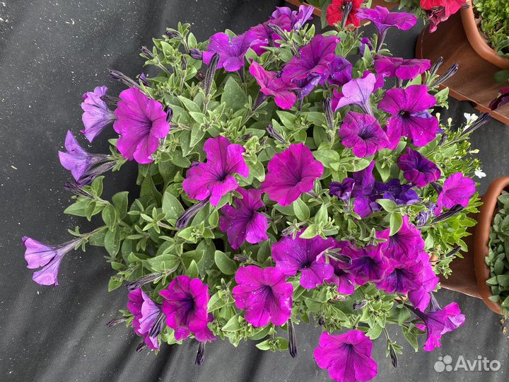 Готовые балконые ящики петунии