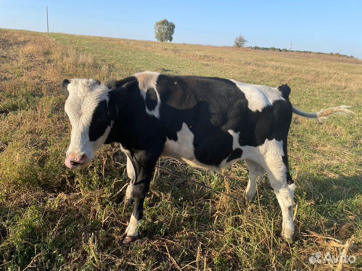 Бычок Голштино-фризская порода для племя