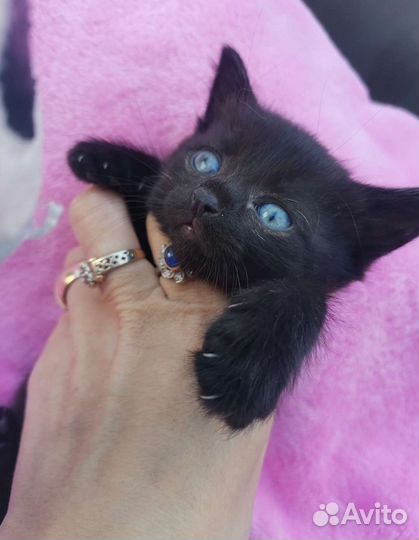 Котёнок мальчик