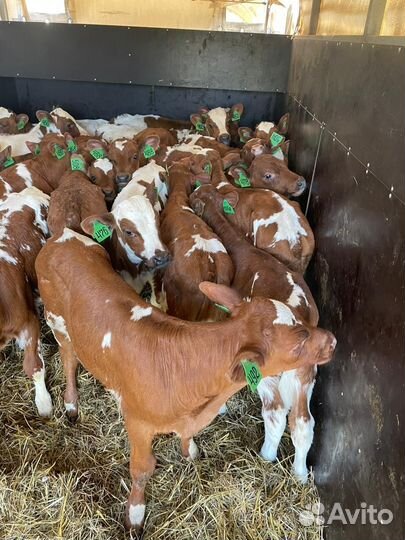 Бычки мясной породы