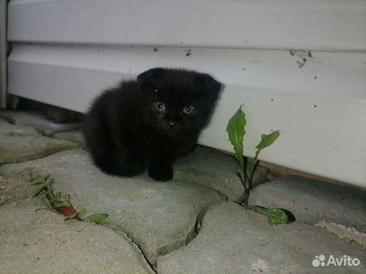 Отдам котят