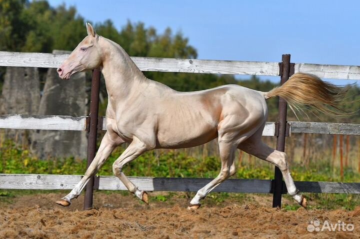 Великолепные чистокровные ахалтекинцы