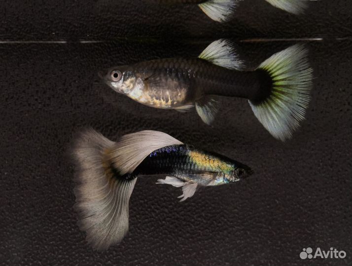Гуппи Платина,Канадские чист.линия,Пецилии Гавайск