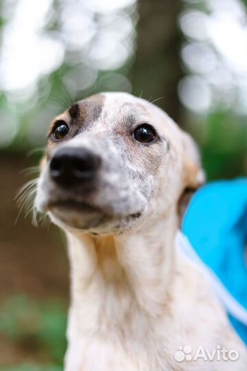 Маленькая красивая собака из приюта бесплатно
