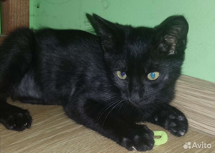 Котëнок в добрые ручки