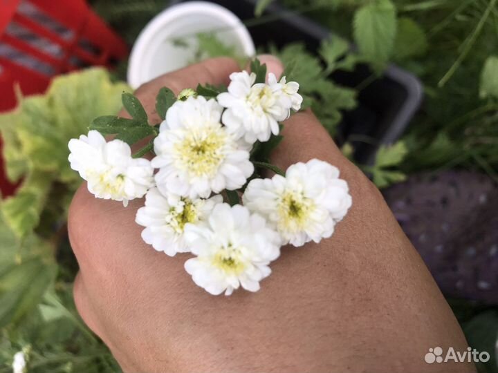 Хрищаниема почвопокровная