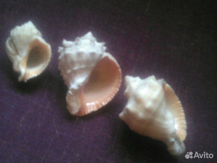 3шт Морские ракушки раковины