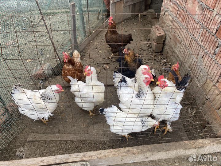 Куры несушки