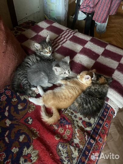 Потомстенные дворяне в добрые руки