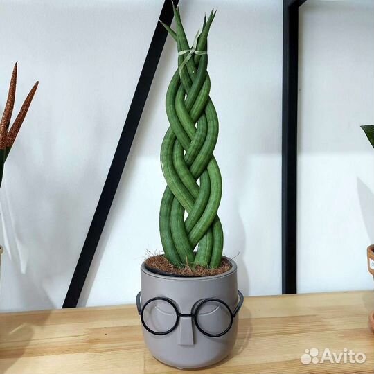 Сансевиерия Доставка растений Тюмень