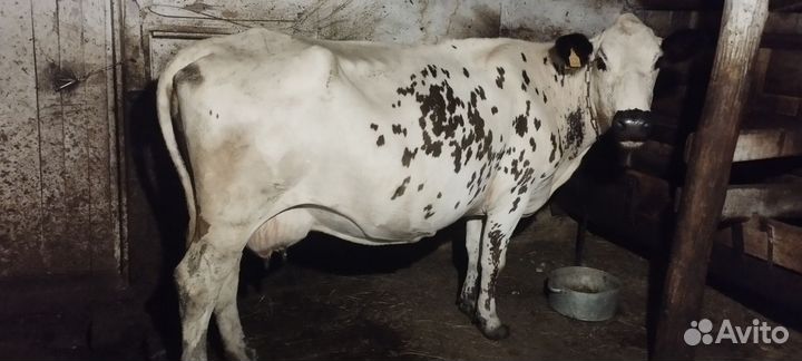 Корова дойная