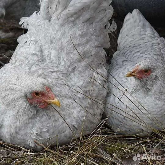 Инкубационное яйцо элитных кур