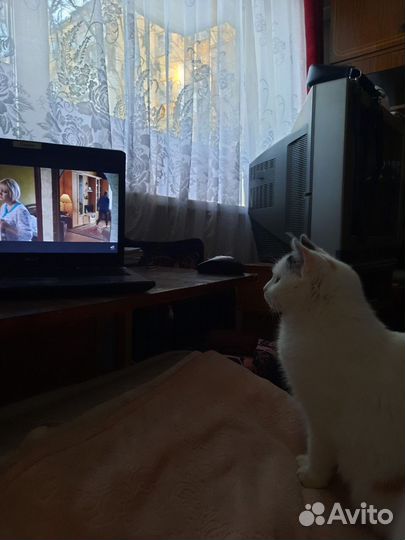 Кошки бесплатно