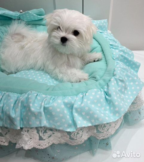 Щенки мальтезе мини