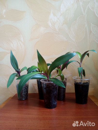 Детки домашних растений