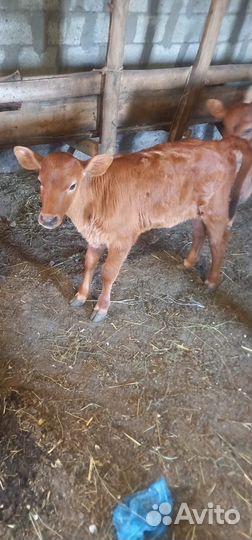 Телки порода красностепные