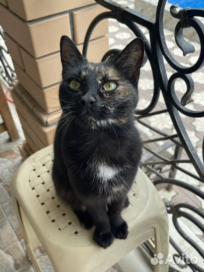 Кошки в добрые руки