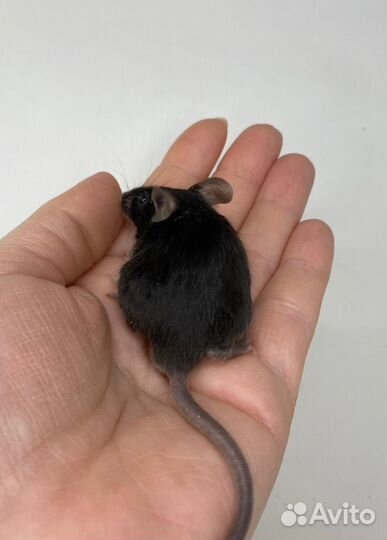 Кудрявые мыши