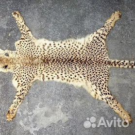 Леопард | горыныч45.рф - Экзотические животные