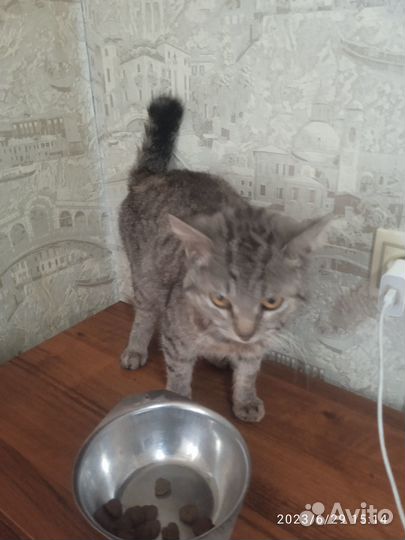 Отдам кота в добрые руки