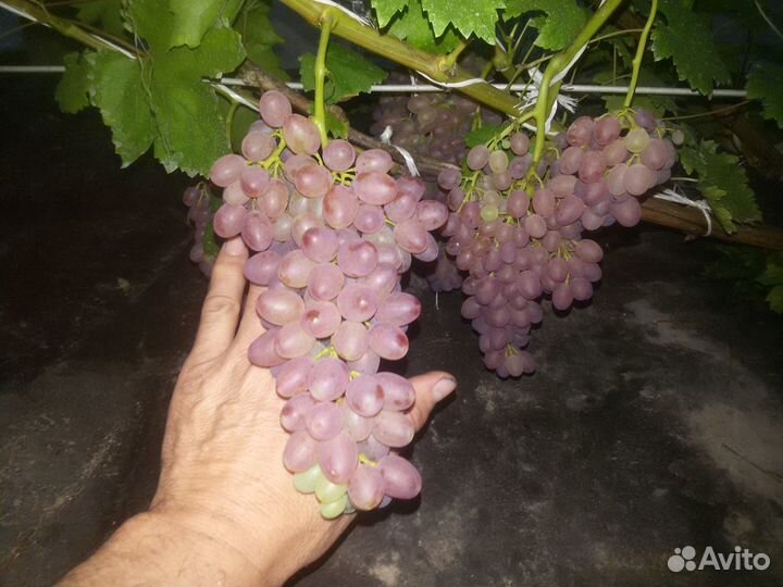 Саженцы сладкого винограда