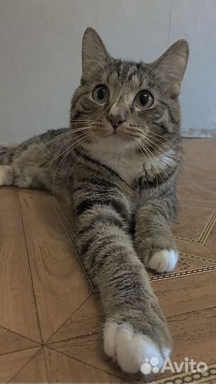 Кот Кишлак