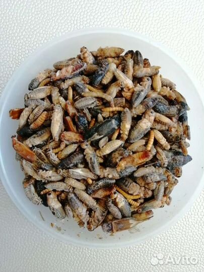 Сверчки, тараканы, львинка и др. Доставка