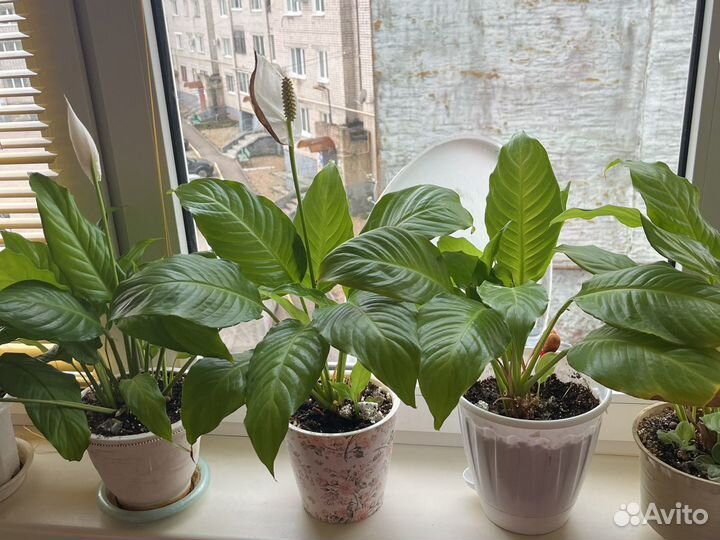 Спатифиллум, фикус, алоэ