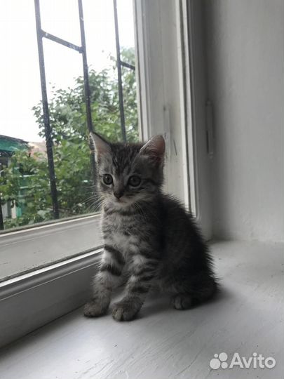 Котята отдам бесплатно