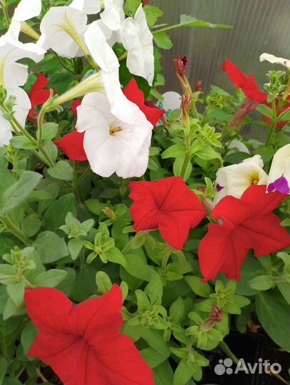 Петуния ампельная и махровая