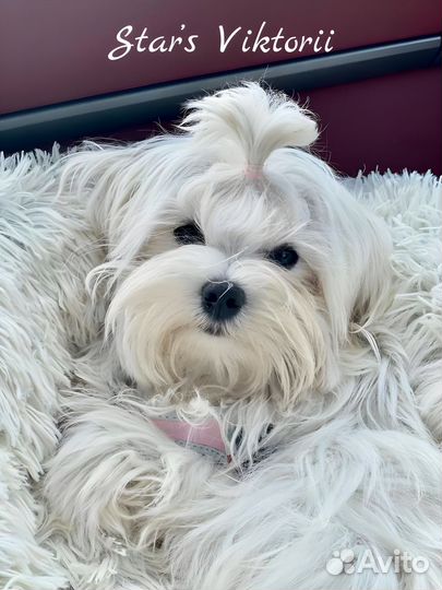 Щенки Мальтезе