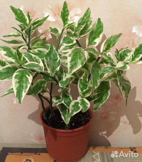 Педилантус комнатный