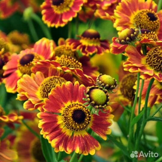 Анемоны, флоксы и другие цветы