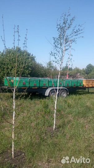 Прицеп для перевозки пчел