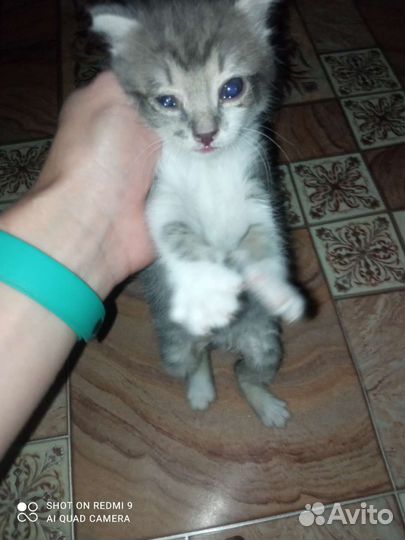 Котята в дар бесплатно