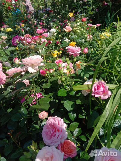 Кустовые розы саженцы