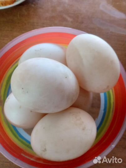 Инкубационное яйцо утки Голубой фаворит