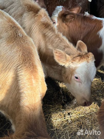 Бычки от 5 до 7 месяцев