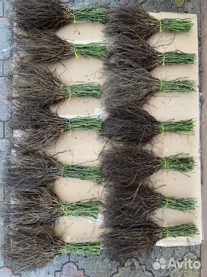 Шиповник лакса