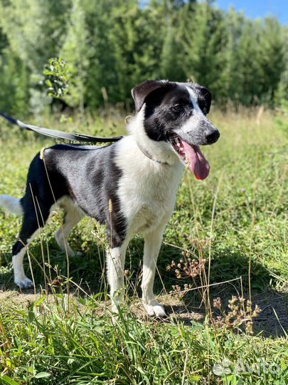 Собака «Митра»