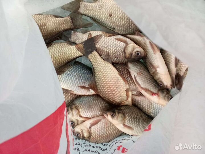 Рыбалка Охота Активный отдых